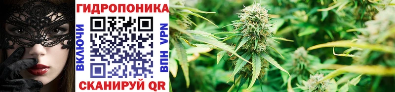 Купить  Вытегра  Канабис сатива 